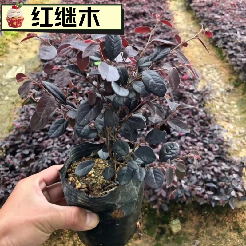 红花继木球精品耐寒庭院地栽