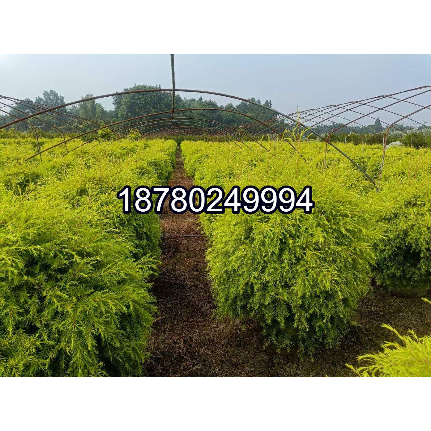 成都四季常绿植物球形千层金苗庭院观赏植物黄金串钱柳树黄金宝树