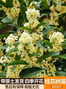 桂花树朱砂桂苗盆栽浓香型四季庭院地栽金桂矮桩室内花卉好养易活