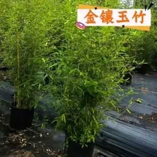 绿化丛生竹子琴丝竹人面竹紫竹凤尾竹/熊猫竹金镶玉竹四季常青
