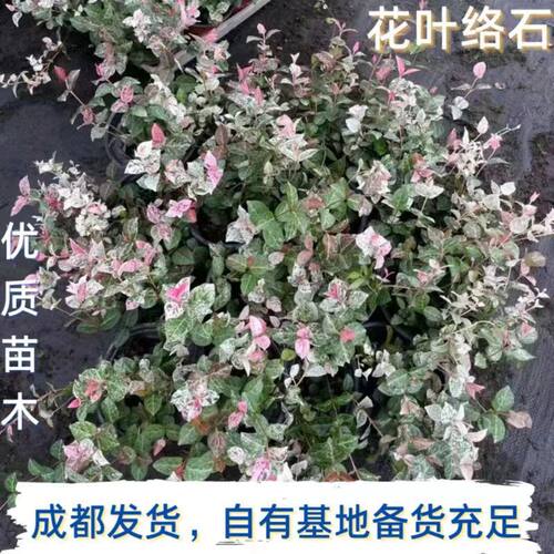 花叶络石盆栽花苗彩叶络石庭院阳台四季好养垂吊藤蔓花卉耐寒耐热