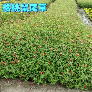 樱桃鼠尾草盆栽克拉香草烈焰红唇双色花芳香观赏绿植庭院阳台