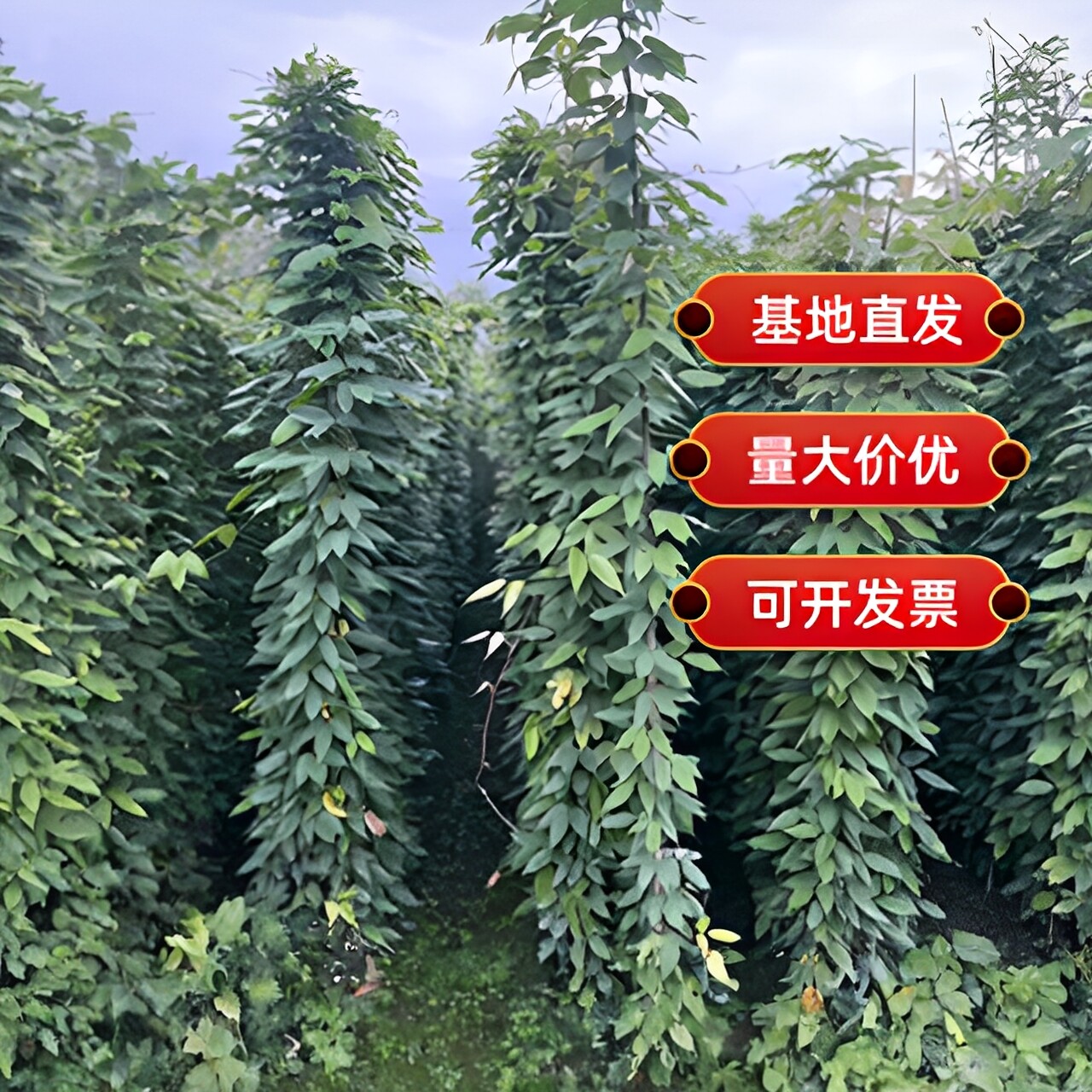 油麻藤护坡庭院爬藤观叶植物美观