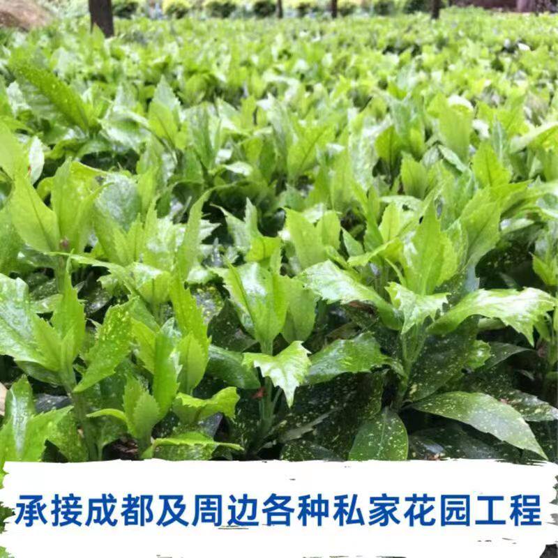 洒金珊瑚盆栽桃叶珊瑚苗花叶青木庭院别墅绿化苗四季常青耐寒耐阴图片