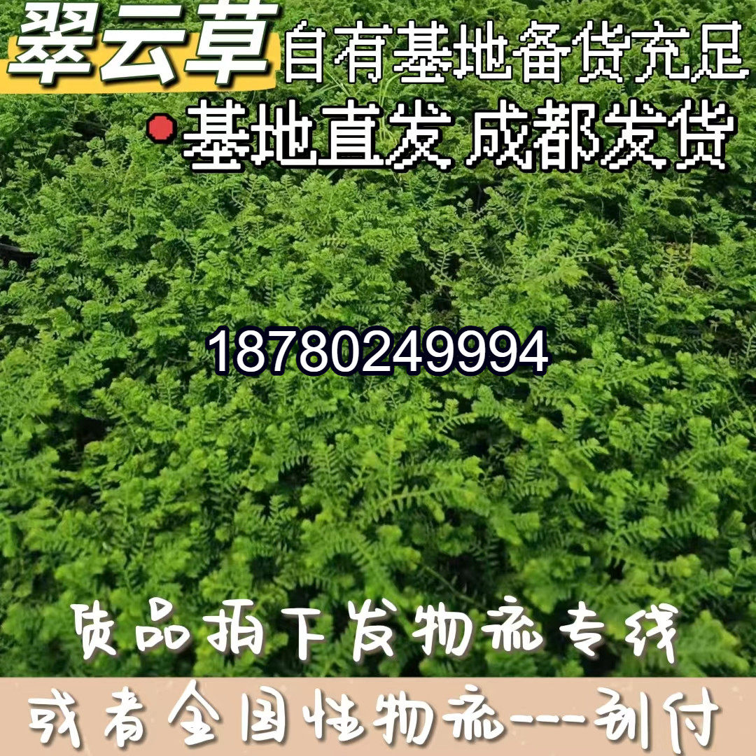 翠云草绿地球绿植桌面室内盆栽四季常绿喜阴绿地珊瑚蕨类植物