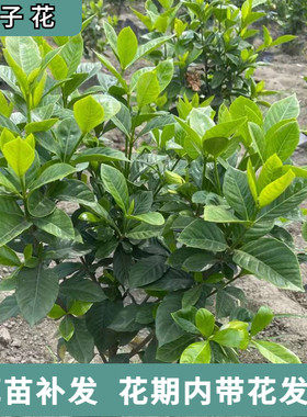 小叶栀花苗盆栽花卉带花苞