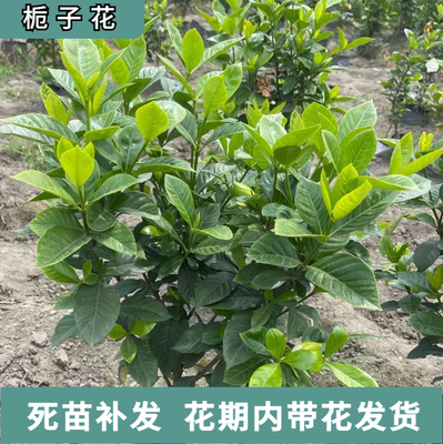 小叶栀花苗盆栽花卉带花苞