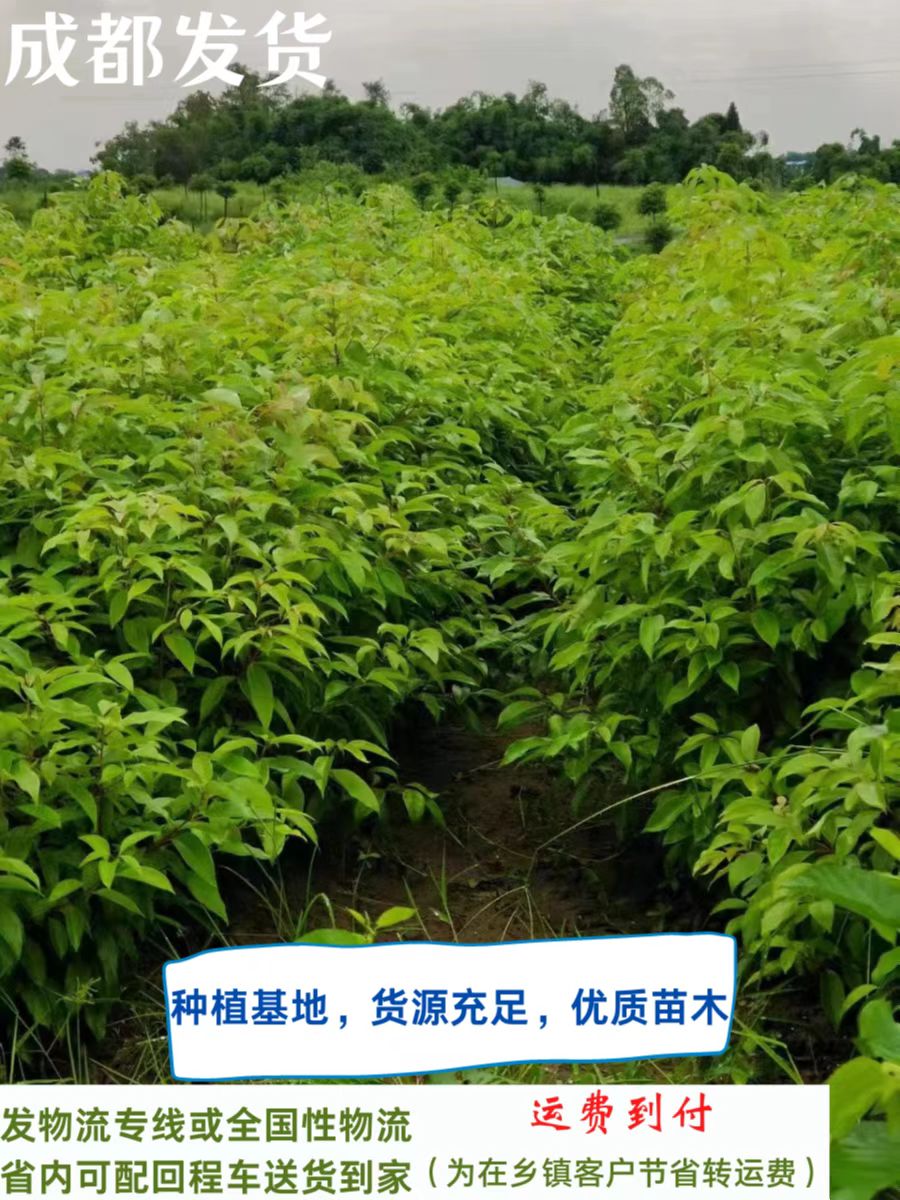 香樟树苗驱蚊虫小叶香樟苗盆栽地栽庭院公园绿化行道树净化空气