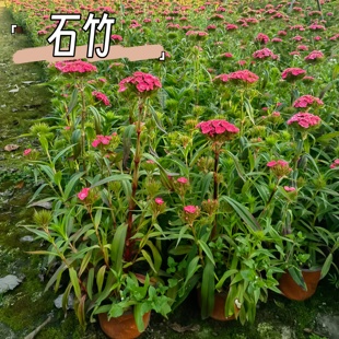 精品花边石竹盆栽耐寒耐热高庭院别墅高杆石竹造景地被植物易成活