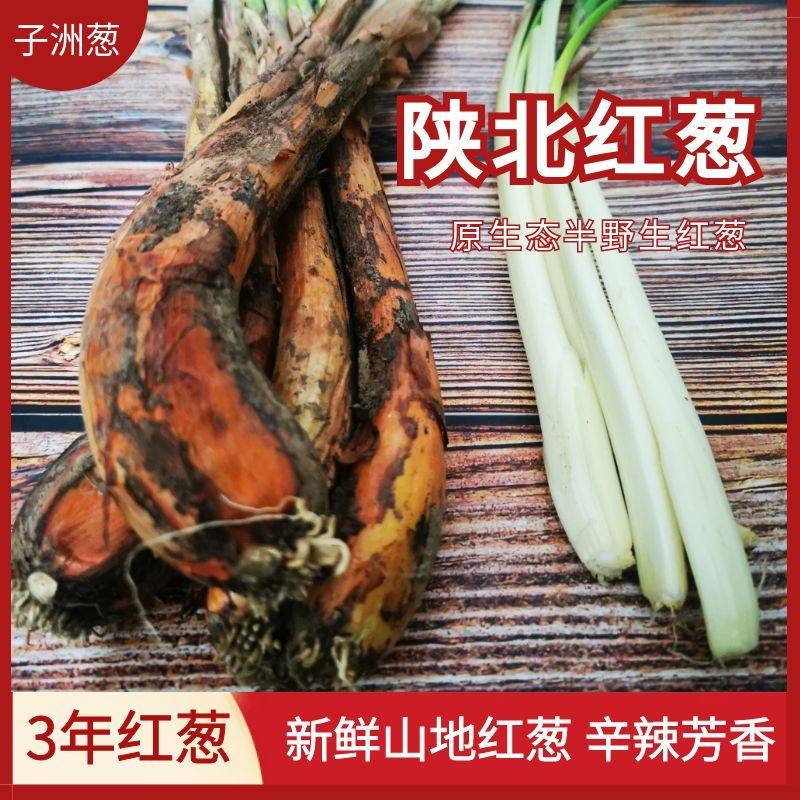 陕北旱地红葱红皮葱陕西红葱黄土四季葱盆栽陕北红葱去膻增香提味