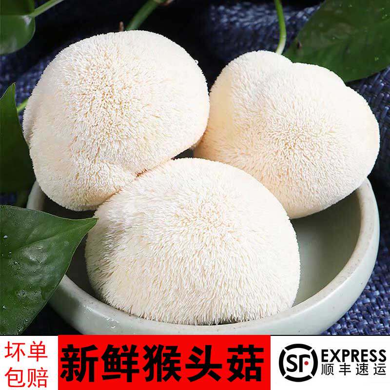 当季精选新鲜猴头菇蘑菇养胃煲汤火锅食材猴头菌食用菌菇顺丰包邮