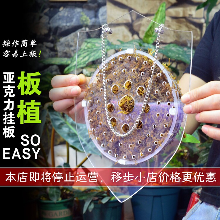 鹿角蕨板亚克力背板壁挂接水盘图片