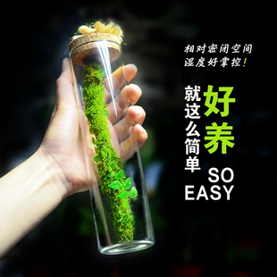 苔藓微景观生态瓶花叶薜荔植物懒人室内桌面摆件水培绿植解压景观