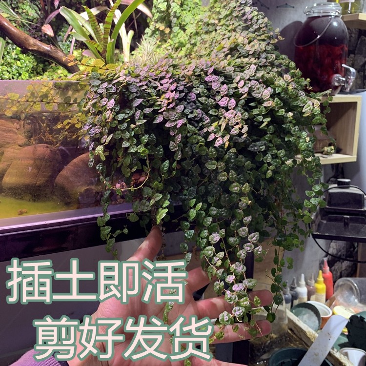小叶霹雳热植掌叶薜荔雨林缸铺面微景观苔藓卷柏崖透气盆栽天胡荽