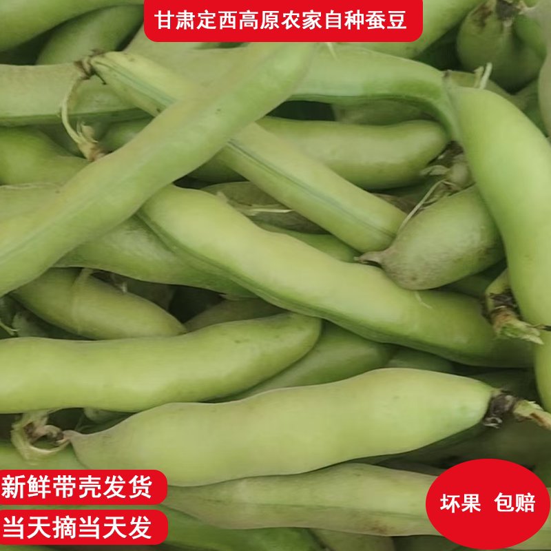 2026甘肃定西新鲜带壳蚕豆农新鲜豆类