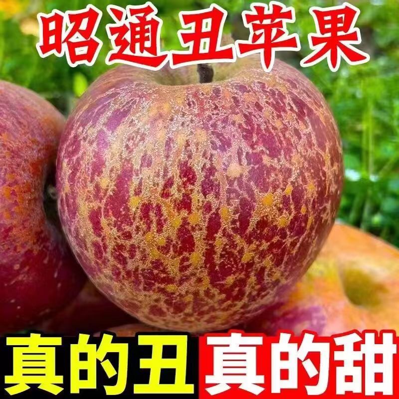 2024正宗云南昭通丑苹果冰糖心水果新鲜韶通基地直销野生当季整箱