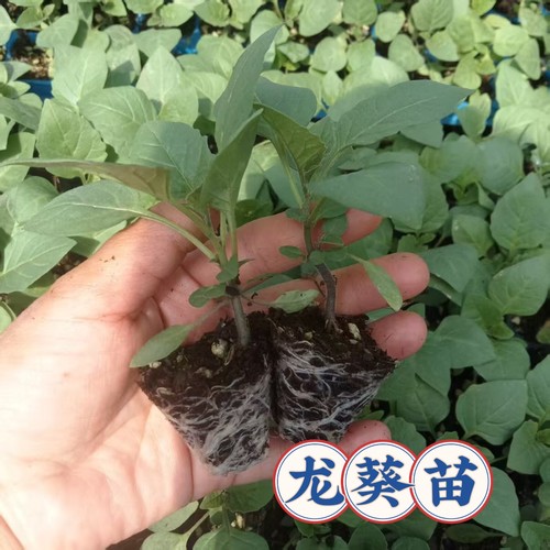 龙葵苗野果苗四季阳台盆栽庭院水果黑甜甜黑天天黑悠悠穴盘苗带土