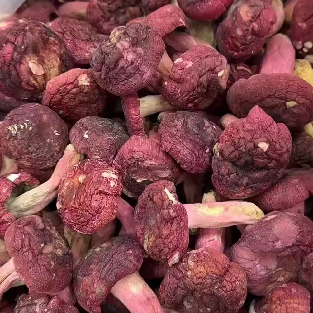 新货广西特产藤县象棋野生红菇红菌香菇干货煲汤料滋食用菌
