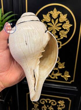 天然做旧海螺尼泊尔手工声音响亮浑厚右旋八供海螺供品摆件可吹响