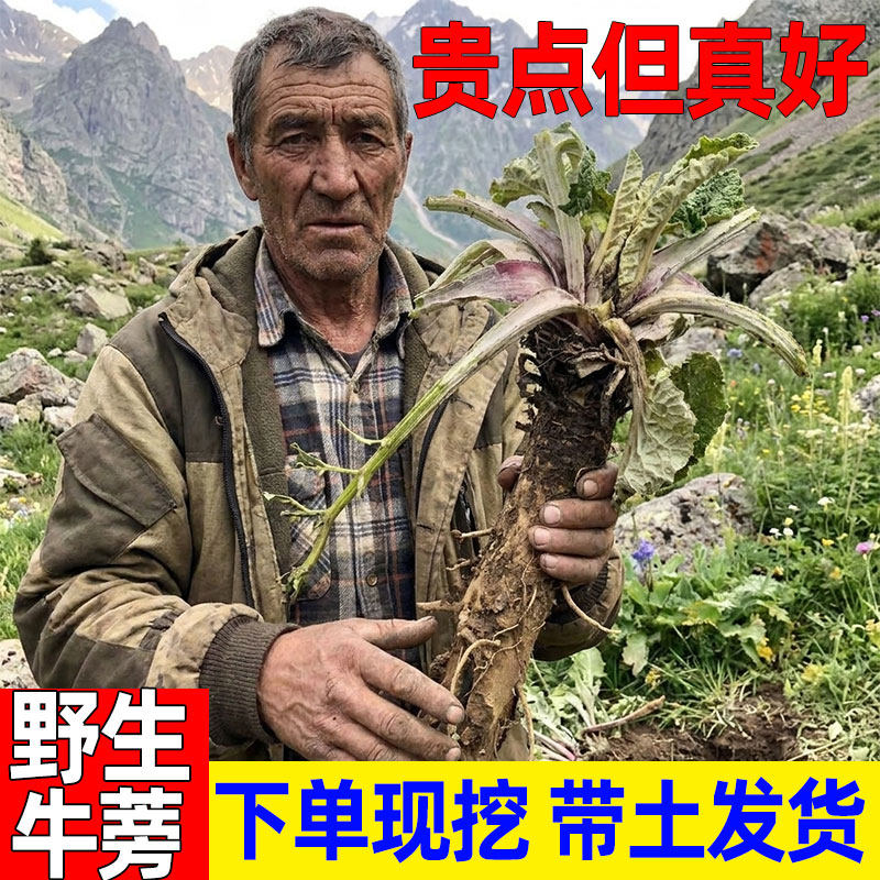 野生牛蒡根新鲜兰陵现挖2026苍山农产正品野生黄金牛榜旁膀磅茶片