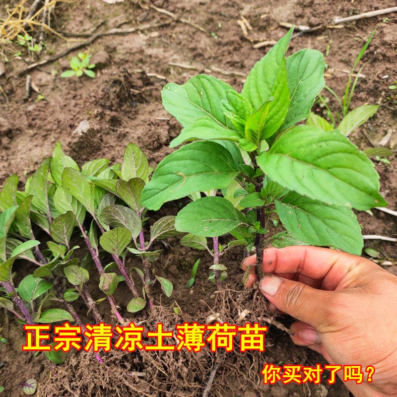 可食用薄荷盆栽室内驱蚊图片