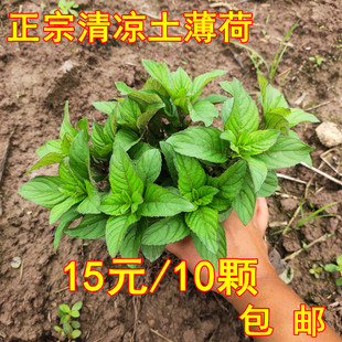 正宗清凉药用食用薄荷苗带根泡茶土薄荷盆栽苗老品种驱蚊植物包邮
