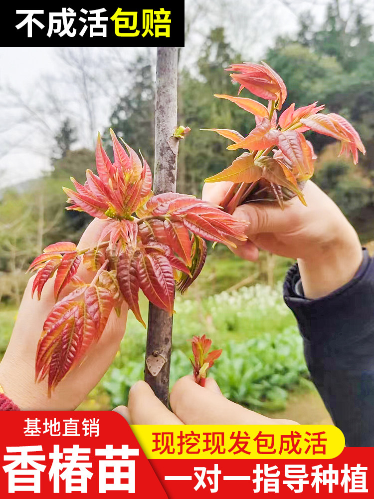 香椿树苖红油香椿苗绿油香椿苗盆栽地栽南方北方种植香椿树苗