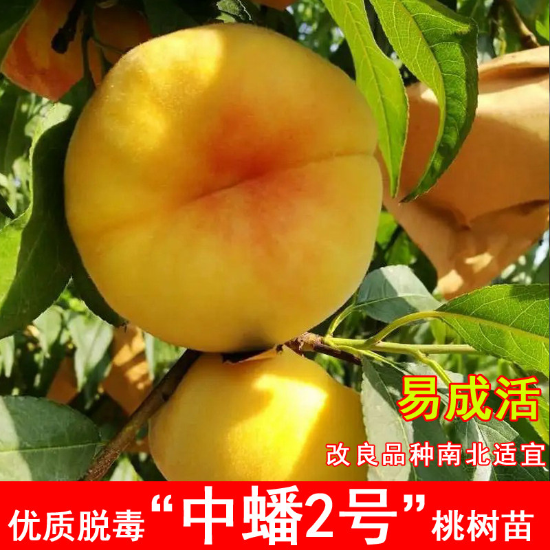 嫁接中蟠2号桃树苗黄金毛蟠桃树苗二号黄肉蟠桃耐寒庭院种植果苗