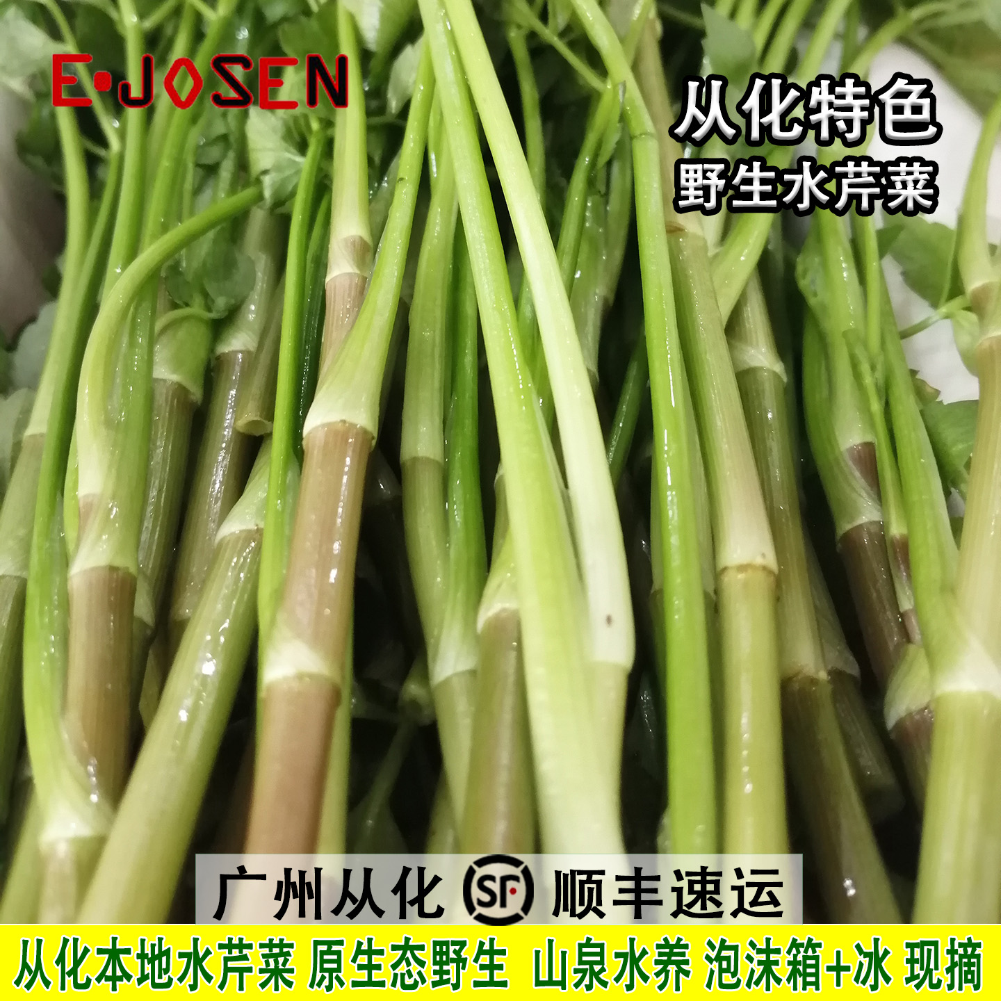 E-JOSEN从化野生水芹菜新鲜现摘
