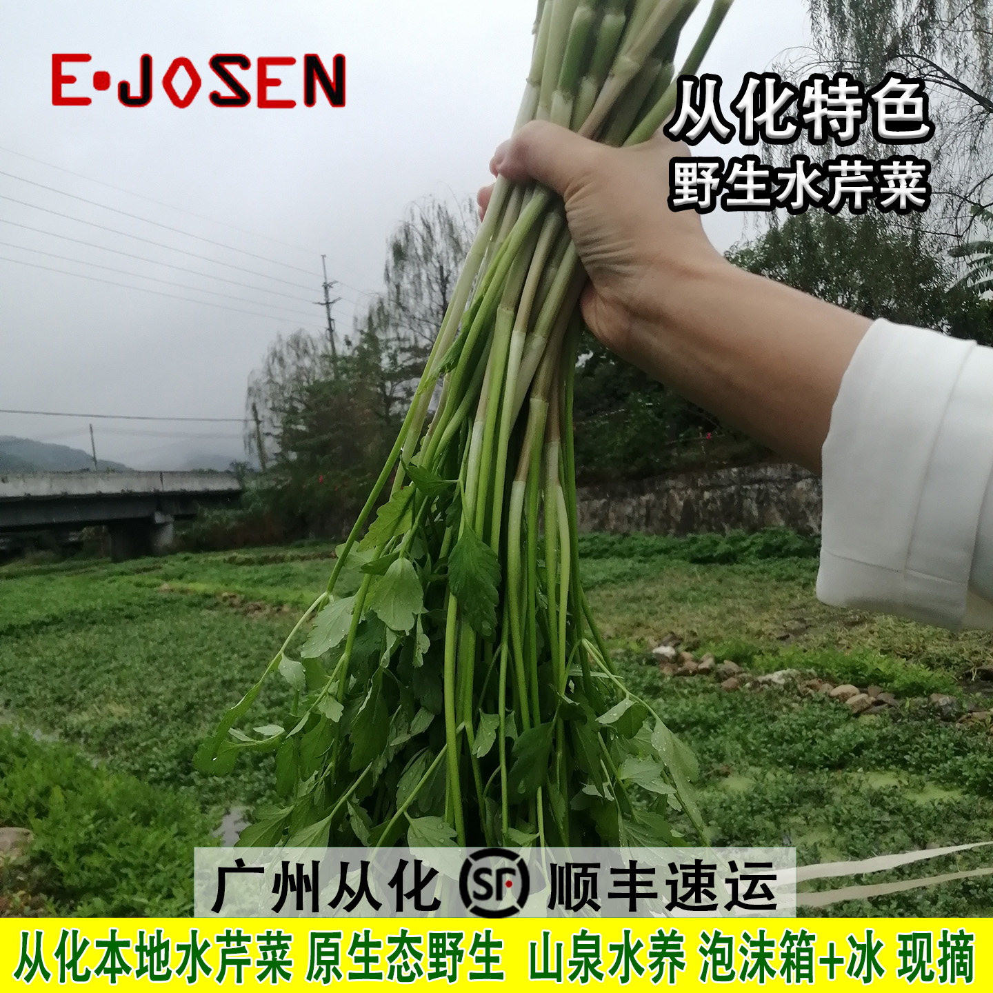 从化新鲜水芹菜原生态河溪野生水芹小叶芹粗长脆嫩炒菜推荐,水产肉类/新鲜蔬果/熟食,叶菜类,淘宝优惠券,粉丝福利购,淘宝优惠卷