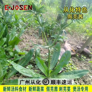 从化假芫茜整棵番鬼刺芫荽新鲜汤料食材带根发货煲汤养生泰国菜