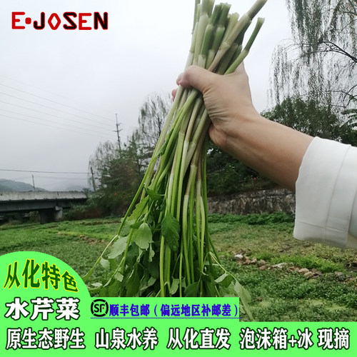 E-JOSEN从化野生水芹菜新鲜
