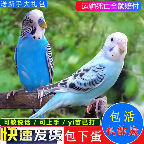 虎皮鹦鹉活鸟中小型的鸟笼幼鸟