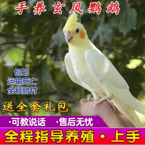 玄凤鹦鹉活体会学说话