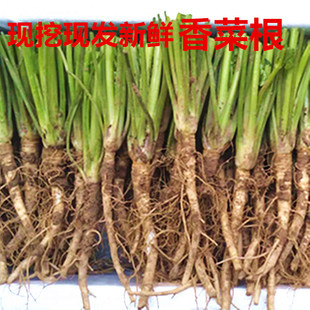 新鲜香菜根现挖现发凉拌腌制咸菜根油炸芫荽根产地直销鲜嫩蔬菜