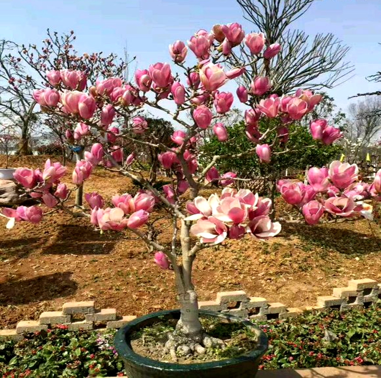 嫁接玉兰花盆栽矮化日本紫玉兰花红玉兰花带花苞玉兰树庭院地栽