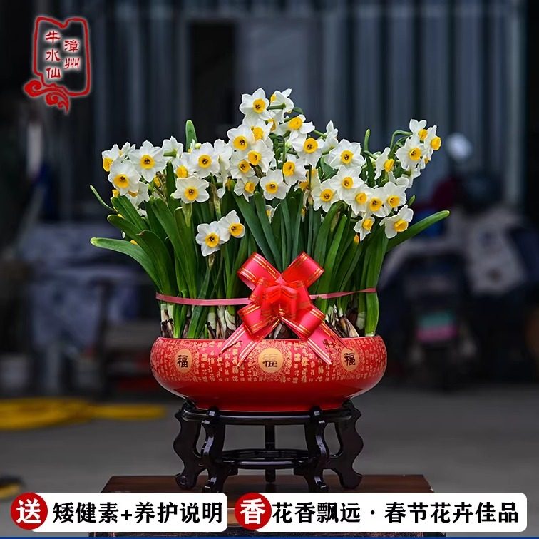 漳州水仙花种球含陶瓷盆未养护水仙花水培花卉室内花水养冬季盆栽,鲜花速递/花卉仿真/绿植园艺,时令草本花卉,淘宝优惠券,粉丝福利购,淘宝优惠卷