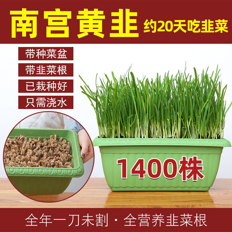 南宫特产黄韭盆栽带盆栽好现挖新韭菜根苗紫红阳台种菜花盆蔬菜籽