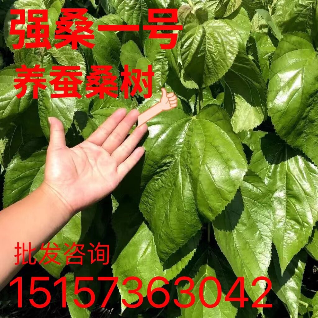 强桑1号养蚕大叶桑正宗海宁嫁接桑苗蚕桑苗蛋白桑桑葚苗桑树苗