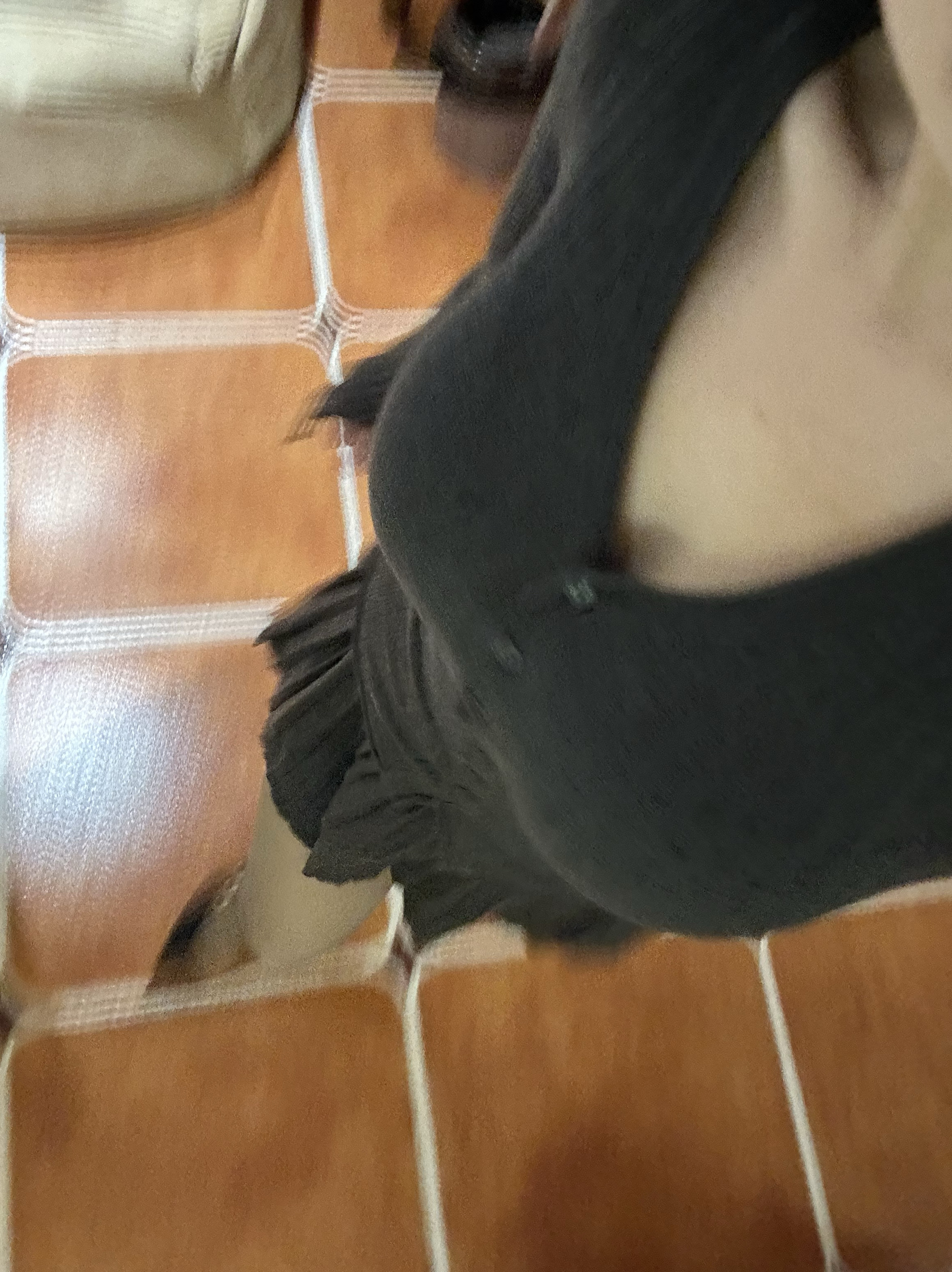 【你伍老板娘】“欧尼妹妹套装”灰色亲肤v领百褶裙开衫长袖