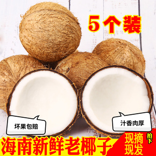 海南老椰子新鲜5个装 水果椰青榨汁 去皮毛椰牛奶椰皇椰宝孕妇当季