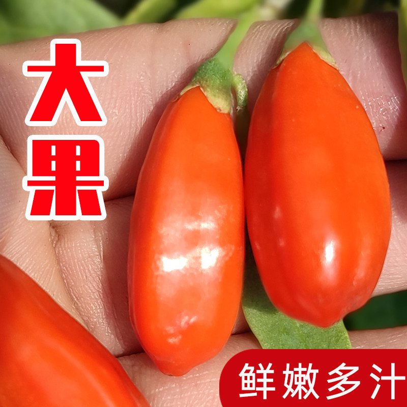 新鲜礼盒装宁夏枸杞子
