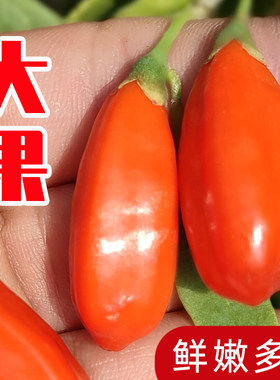 新鲜礼盒装宁夏枸杞子