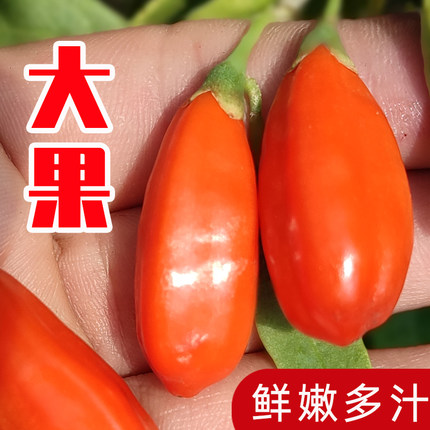 宁夏新鲜枸杞子头茬鲜果构杞现摘食用大颗粒水果鲜苟杞礼盒装500g