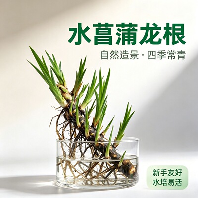 水菖蒲龙根老桩根系发达净化水质鱼缸沼泽净水质造景四季好养易活