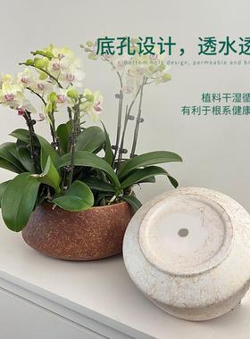 Butterfly orchids, high-end ceramic pots, large-scale combin