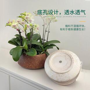 Butterfly orchids, high-end ceramic pots, large-scale combin