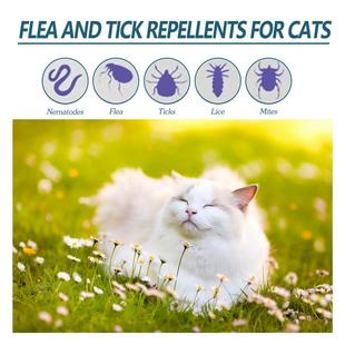 lice cat dog Puppies cleaning flea skin drips. against