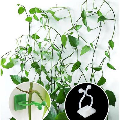 Manufacturer wholesale Devil's Ivy wall climbing fixator, vi