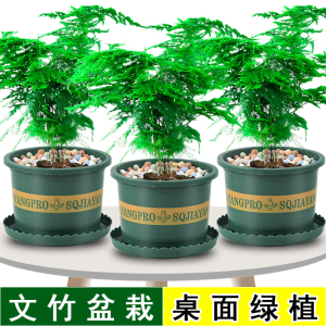 文竹盆栽高端矮桩小盆景植物室内桌面四季绿植办公室绿色花草带盆